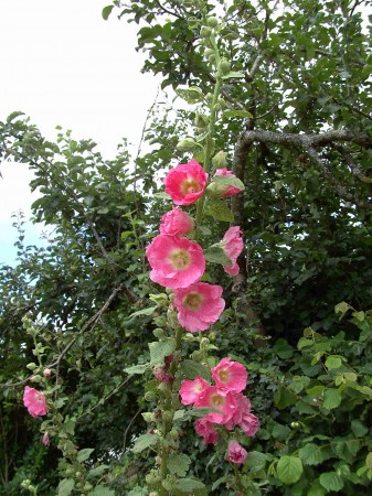 Roses trémières